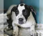 PEPPER - Female Mutt Dog for Adoption - Small photo