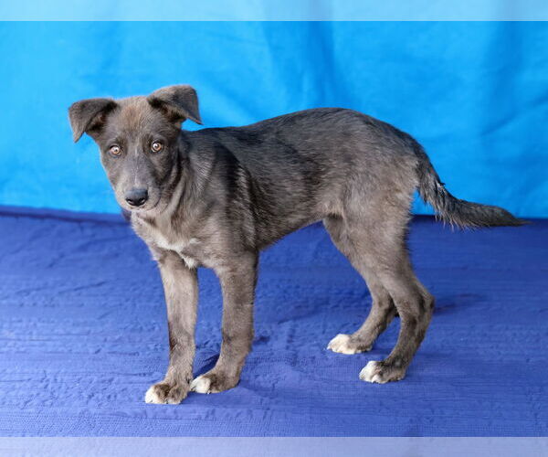 Medium Photo #2 - Mix Puppy For Sale in Pasadena, CA, USA