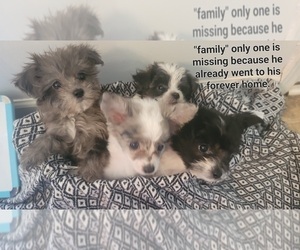 Pom-A-Poo Puppy for sale in SHELBYVILLE, TN, USA