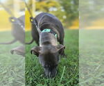 Small #3 Labrador Retriever Mix