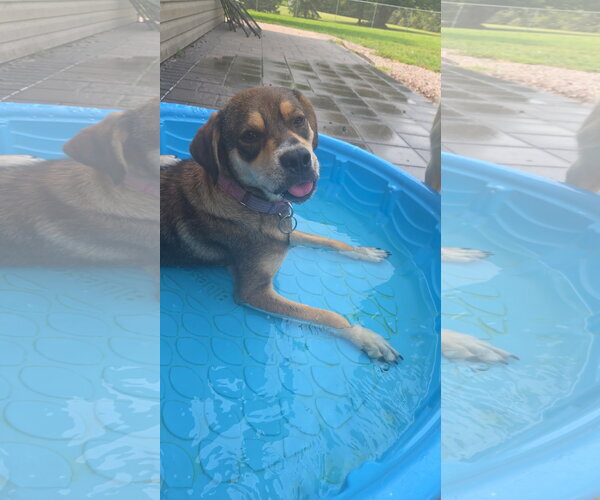 Medium Photo #8 Mutt Puppy For Sale in Crystal, MN, USA