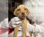 Small Photo #3 Labrador Retriever Puppy For Sale in NEOLA, WV, USA