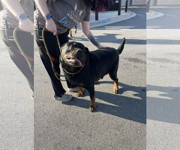 Medium Photo #4 Rottweiler Puppy For Sale in Hillsboro, NH, USA