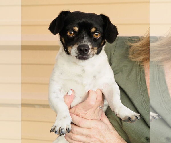 Medium Photo #4 Chihuahua-Unknown Mix Puppy For Sale in phoenix, AZ, USA