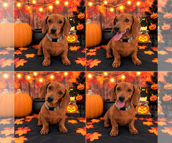 Medium Photo #1 Dachshund Puppy For Sale in MORENO VALLEY, CA, USA