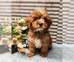 Small #2 Cavapoo-Poodle (Standard) Mix