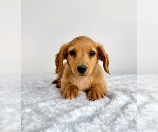 Medium Photo #3 Dachshund Puppy For Sale in GREENFIELD, IN, USA