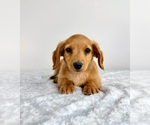 Small #2 Dachshund