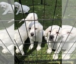 Small Photo #8 Labrador Retriever Puppy For Sale in GAFFNEY, SC, USA