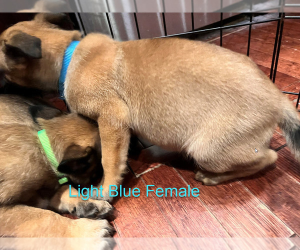 Medium Photo #15 Belgian Malinois Puppy For Sale in HOUSTON, TX, USA