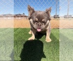 Small #19 French Bulldog