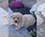 Small #2 Maltipoo