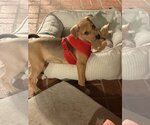 Small Photo #4 Beagle-Unknown Mix Puppy For Sale in Escondido, CA, USA