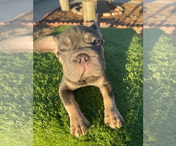 Medium Photo #4 French Bulldog Puppy For Sale in ATHERTON, CA, USA