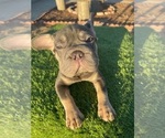 Small #3 French Bulldog