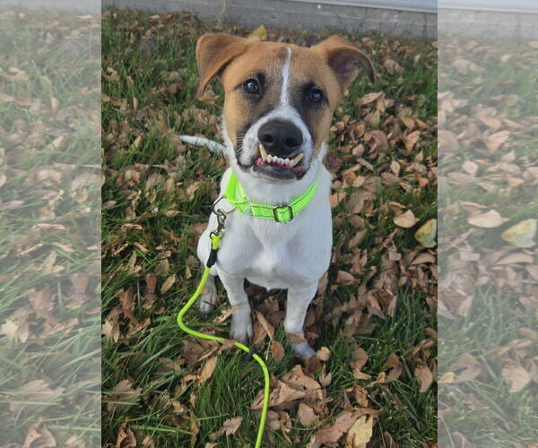 Medium Photo #7 Mutt Puppy For Sale in Sandy, UT, USA