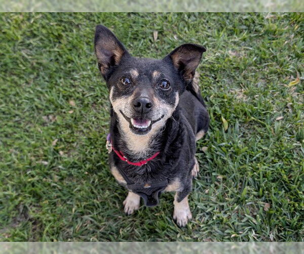 Medium Photo #1 Miniature Pinscher-Unknown Mix Puppy For Sale in San Clemente, CA, USA
