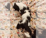Small Photo #6 English Springer Spaniel Puppy For Sale in WEST FULTON, NY, USA
