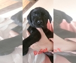 Small Photo #1 Labrador Retriever Puppy For Sale in MANKATO, MN, USA