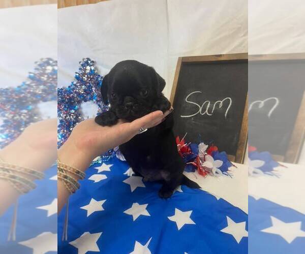 Medium Photo #2 Pug Puppy For Sale in BRIDGEWATER, VA, USA
