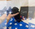 Small #1 Pug