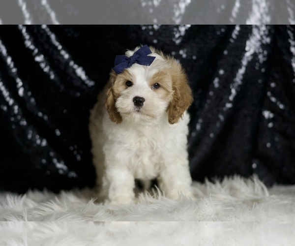 Medium Photo #36 Cavapoo Puppy For Sale in WARSAW, IN, USA