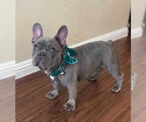 French Bulldog Litter for sale in SAN DIEGO, CA, USA