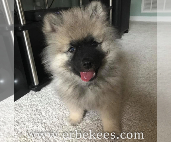 Medium Photo #19 Keeshond Puppy For Sale in FAYETTEVILLE, TN, USA