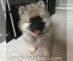 Small Photo #19 Keeshond Puppy For Sale in FAYETTEVILLE, TN, USA