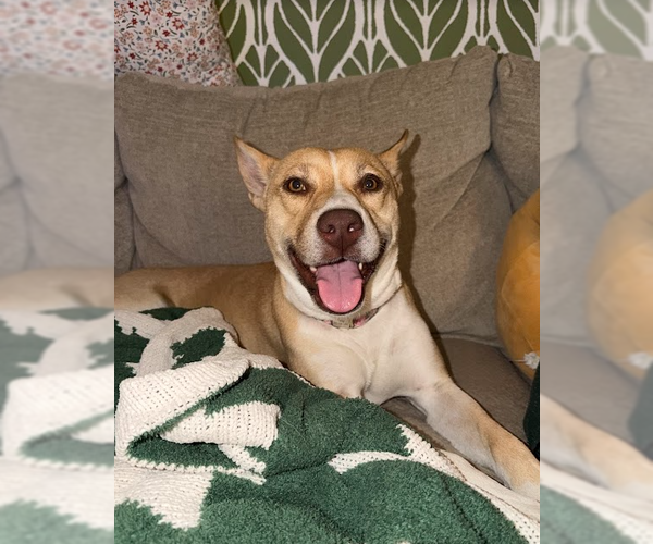 Medium Photo #2 Labrador Retriever-Unknown Mix Puppy For Sale in The Woodlands, TX, USA