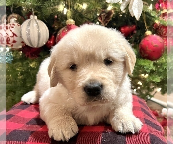 Medium Photo #2 English Cream Golden Retriever Puppy For Sale in METHOW, WA, USA