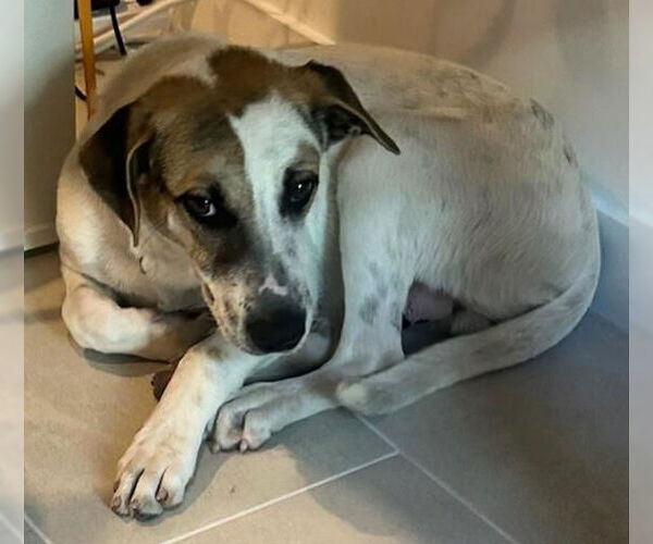 Medium Photo #4 Mutt Puppy For Sale in Key Largo, FL, USA