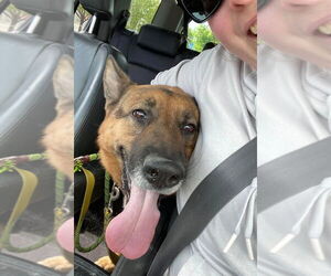 Gracie - Female German Shepherd Dog Dog for Adoption - Photo #8