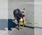 Small #5 American Pit Bull Terrier Mix