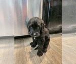 Small Photo #15 Goldendoodle Puppy For Sale in KANSAS CITY, MO, USA