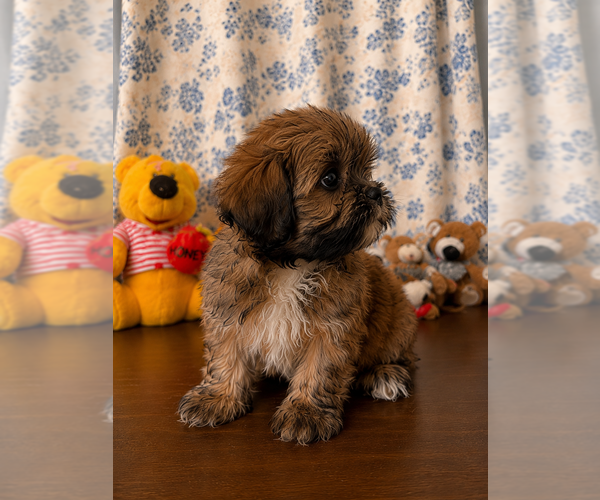 Medium Photo #11 Lhasa Apso Puppy For Sale in DURHAM, CT, USA