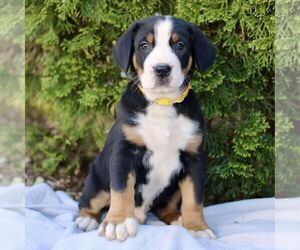 Greater Swiss Mountain Dog Puppy for sale in RONKS, PA, USA