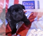 Puppy Cocoa Yorkshire Terrier