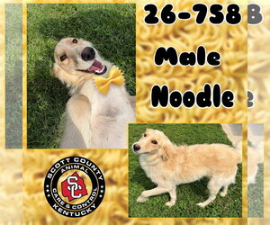 Collie-Retriever  Mix Dogs for adoption in Georgetown, KY, USA