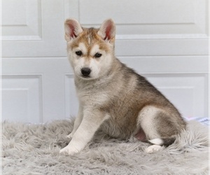 German Shepherd Dog-Siberian Husky Mix Puppy for sale in MILLERSBURG, OH, USA