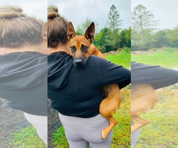 Medium Photo #2 Mutt Puppy For Sale in pomfret, CT, USA