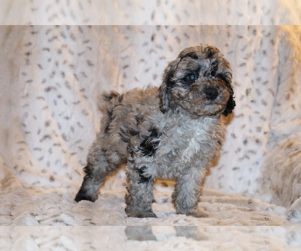 Medium Photo #3 Poodle (Toy) Puppy For Sale in DYERSBURG, TN, USA