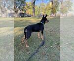 Small #5 German Shepherd Dog Mix