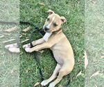 Small #1 American Pit Bull Terrier