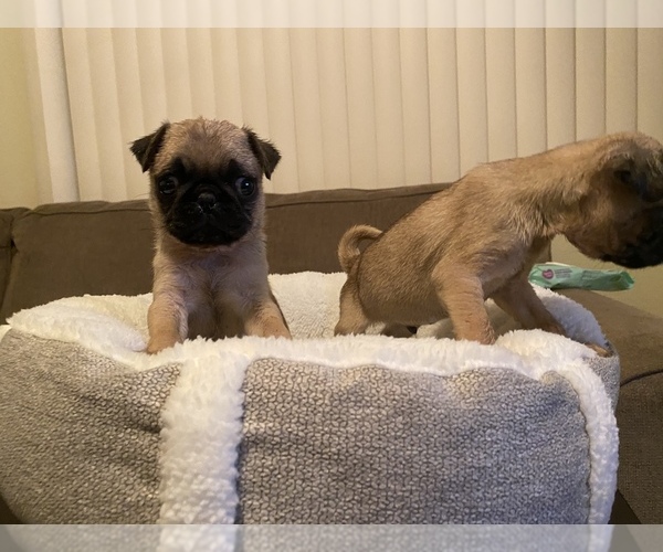 Medium Photo #2 Pug Puppy For Sale in BARSTOW, CA, USA