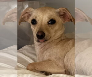 Chihuahua-Unknown Mix Dogs for adoption in Brewster, NY, USA