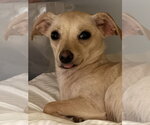 Riley - Female Chihuahua-Unknown Mix Dog for Adoption - Small photo