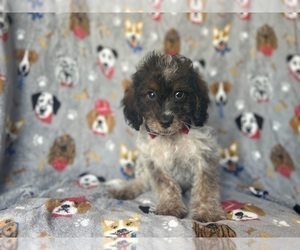 Cavapoo Puppy for sale in LAKELAND, FL, USA
