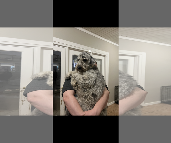 Medium Photo #3 Australian Shepherd Puppy For Sale in Mobile, AL, USA