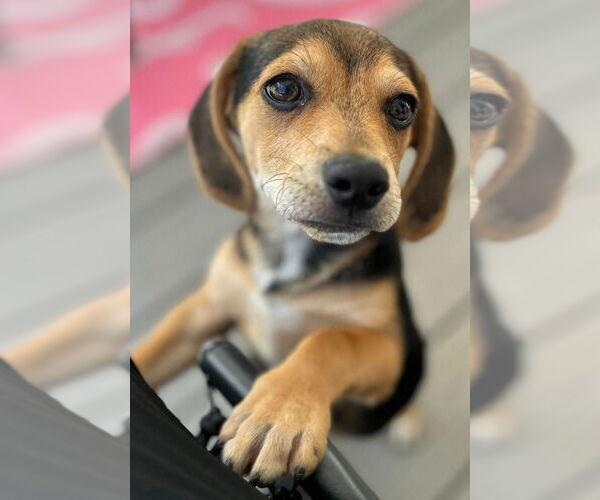 Medium Photo #7 Beagle-Unknown Mix Puppy For Sale in Canton, CT, USA